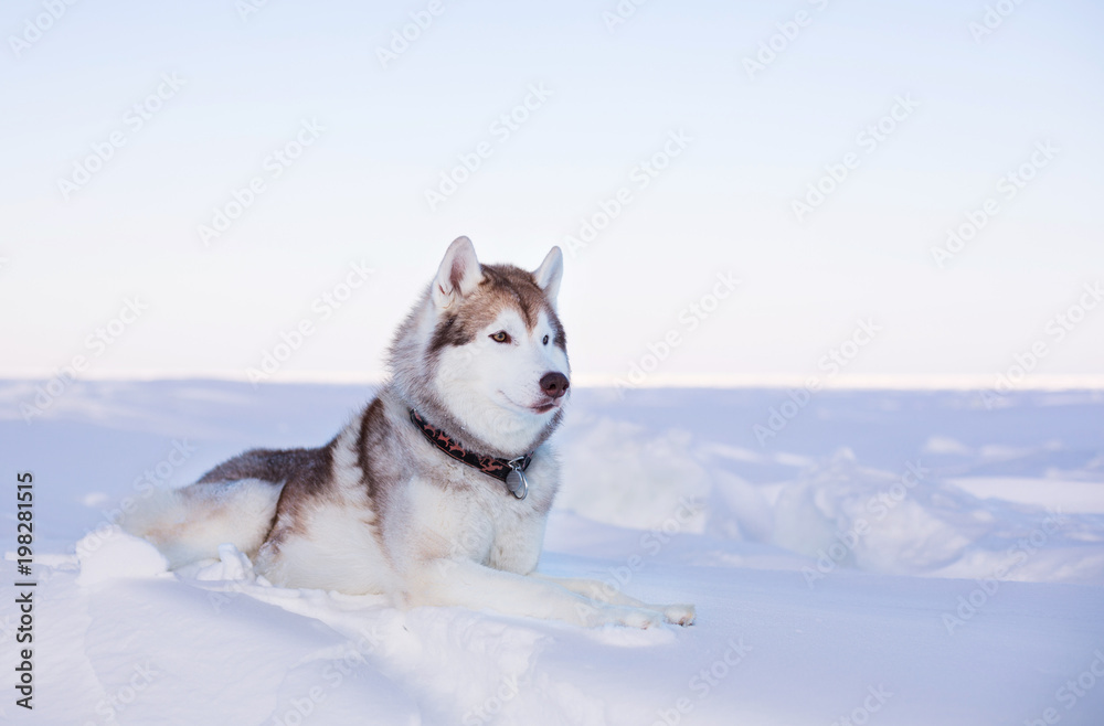 Profile portrait of Prideful dog breed husky is lying on the snow at sunset and looking into the distance. Portrait of Siberian husky is on the ice floe of the frozen Okhotsk sea Profile portrait of Prideful dog breed husky is lying on the snow at sunset and looking into the distance. Portrait of Siberian husky is on the ice floe of the frozen Okhotsk sea