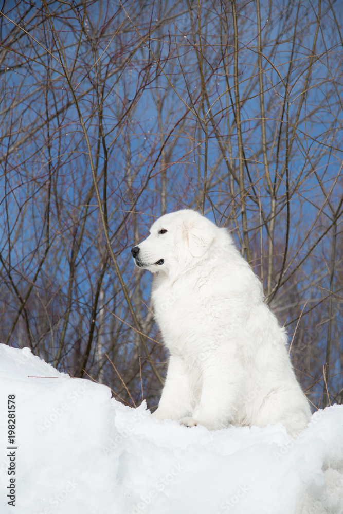 Portrait of gorgeous maremmano-abruzzesse sheepdog sitting on the snow hill and looking to the distance. Profile portrait of big white italian fluffy dog sitting on the blue sky background in winter