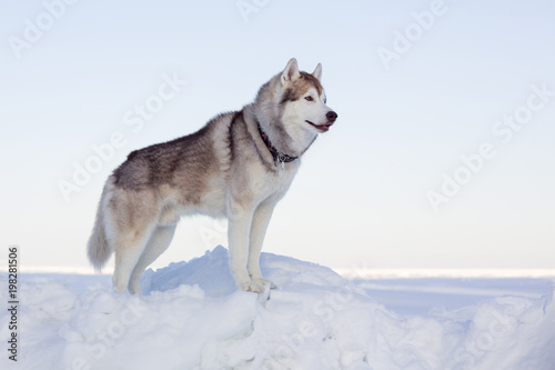 Profile Portrait of perfect dog breed siberian husky standing on the ice floe in winter. Free and prideful Husky topdog is observing the endless frozen sea and snow. © Anastasiia