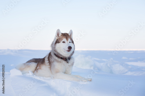 Profile portrait of Prideful dog breed husky is lying on the snow at sunset and looking into the distance. Portrait of Siberian husky is on the ice floe of the frozen Okhotsk sea