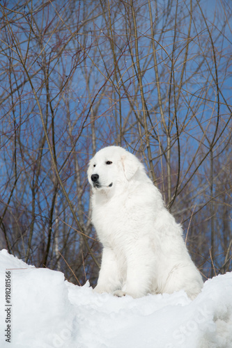 large white sheepdog
