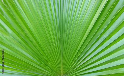Sugar palm leaf background.
