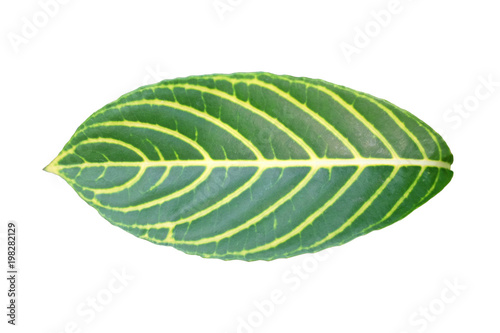 Green leaf isolated on white background.