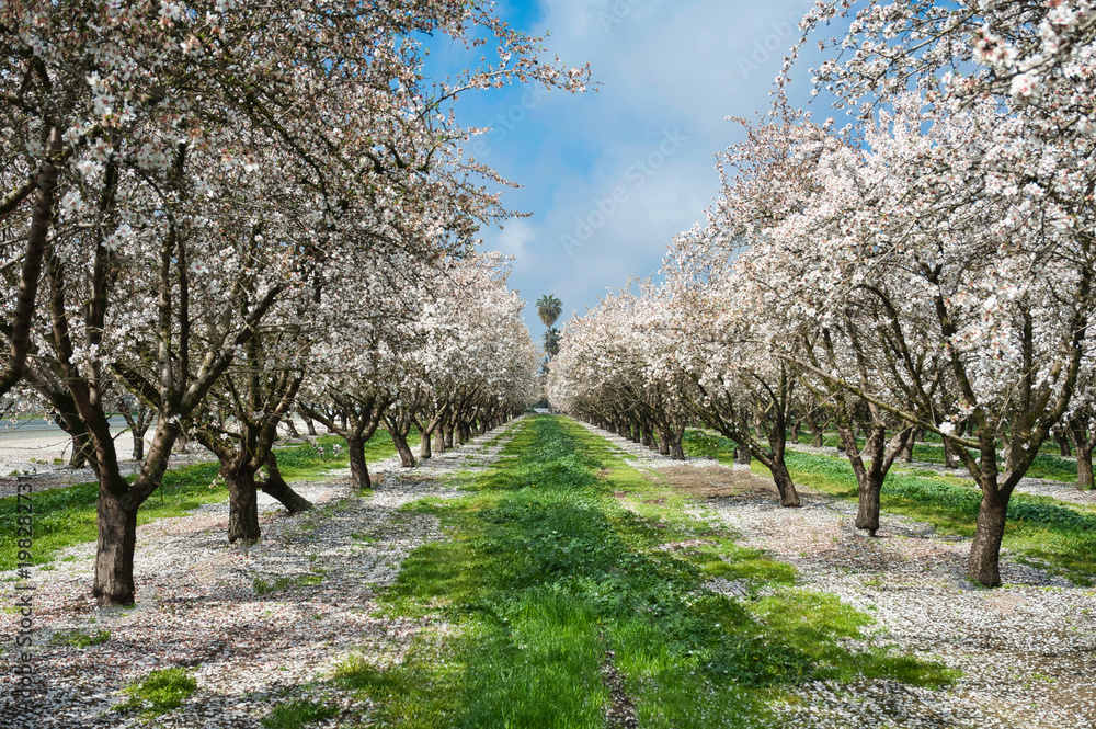 Fototapeta premium orchard bloom