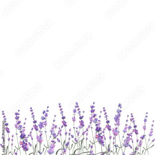 Watercolor illustration lavender on isolated background.