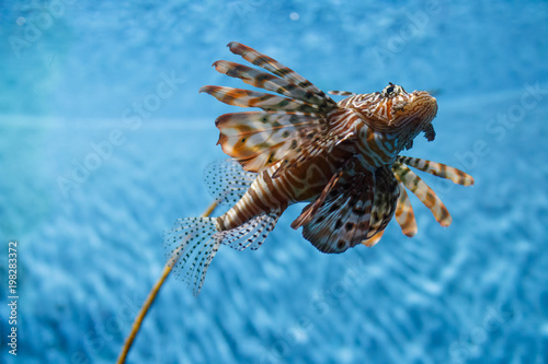  Lionfishes swimming in the water photo