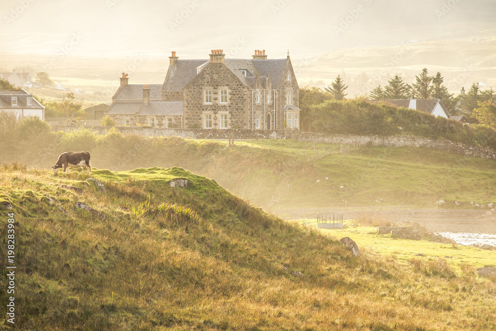 A cow grazes with a house in the background in Scotland