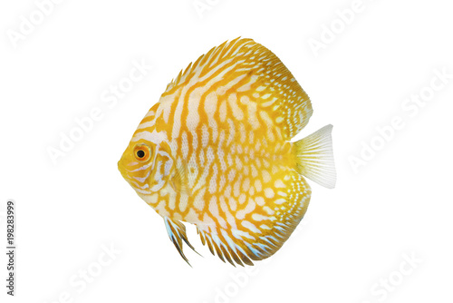 Baby Golden CKB Discus pompadour fish photo