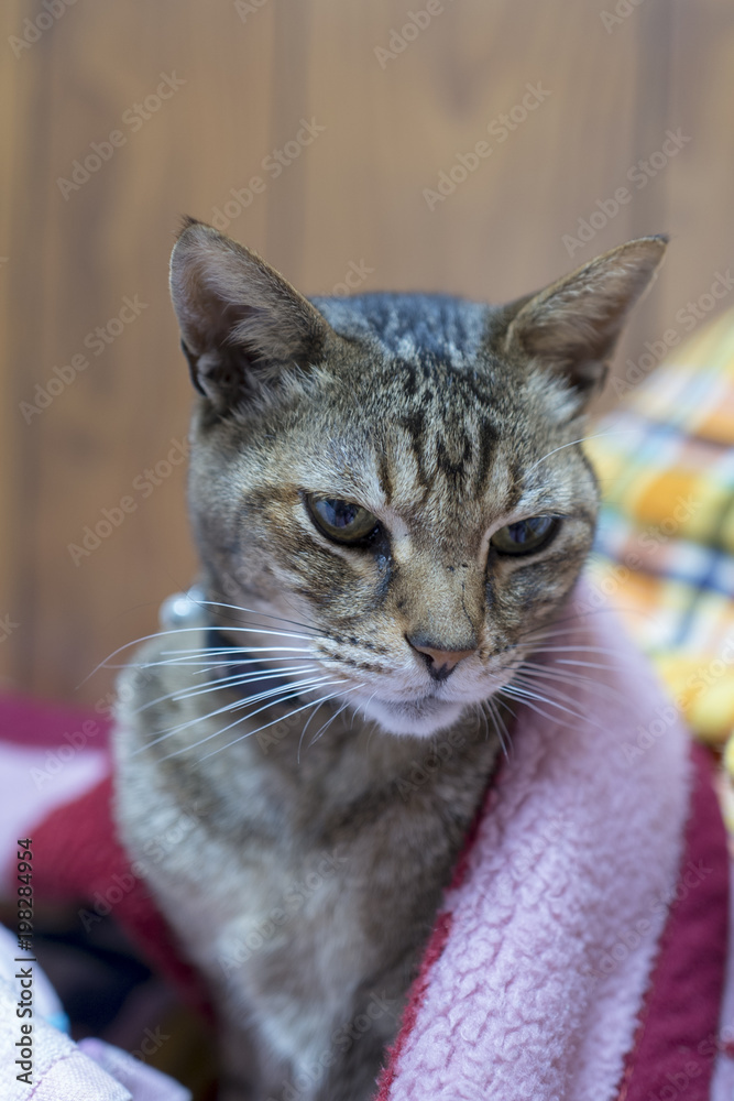 Naklejka premium 猫 布団