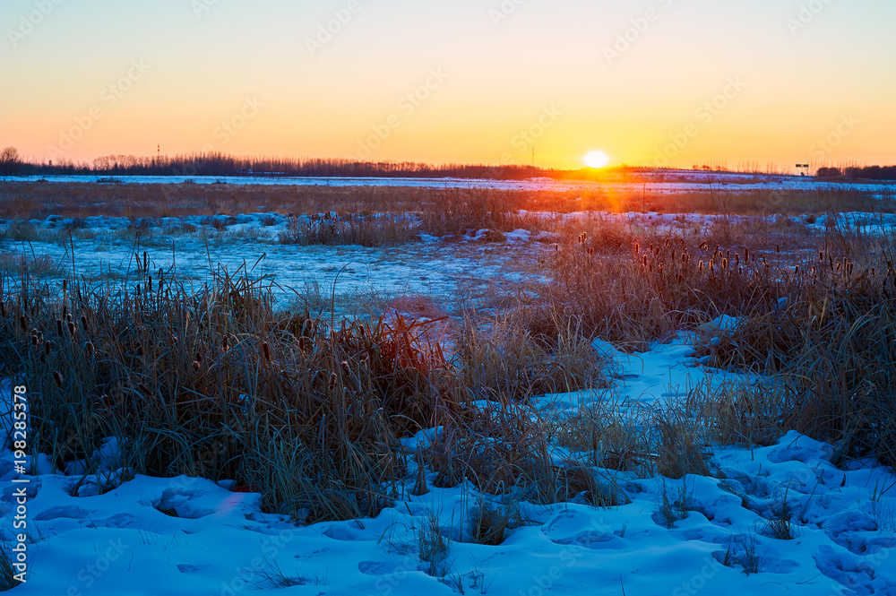 The reed fields sunrise in winter.