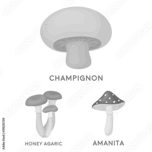 Poisonous and edible mushroom monochrome icons in set collection for design. Different types of mushrooms vector symbol stock web illustration.
