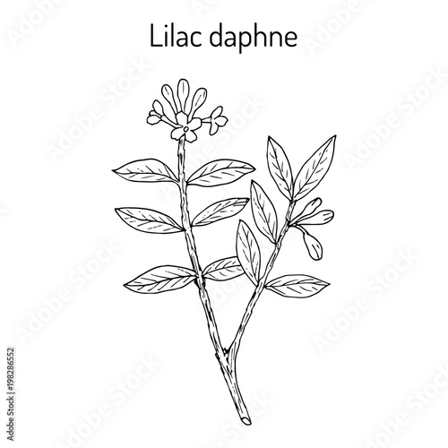 Obraz na plátně Lilac-daphne daphne genkwa , medicinal plant