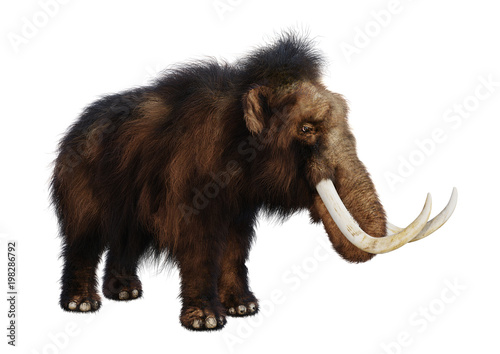 3D Rendering Woolly Mammoth on White