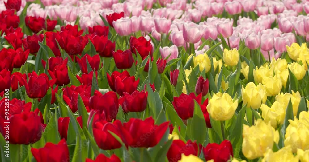 Beautiful tulip in the park Beautiful tulip in the park