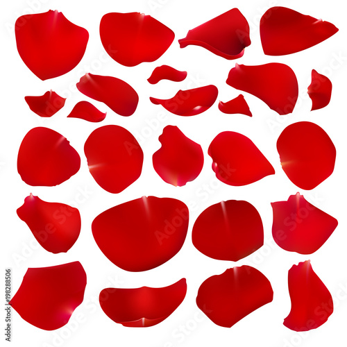 A set of crimson rose petals. Floral design. Beautiful collection of flowers vector illustration. photo
