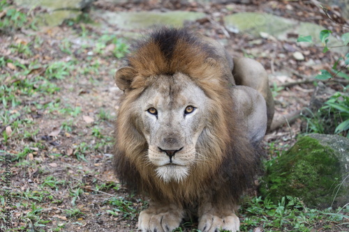 Singapur Zoo Leon