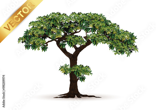 Beautiful tree Realistic  on a white background.