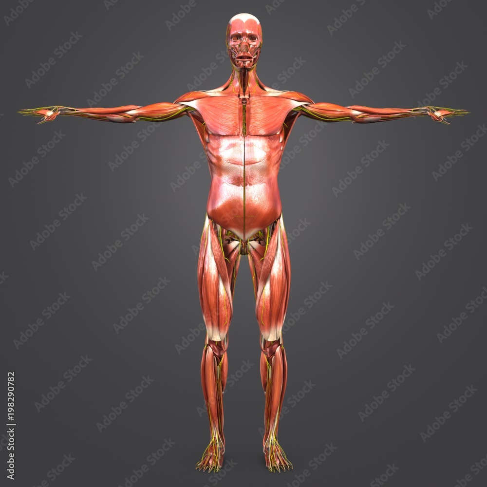 Human Muscular Anatomy with nerves Anterior view Human Muscular Anatomy with nerves Anterior view