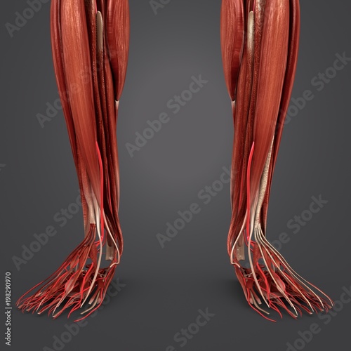 Leg Muscles with Arteries closeu