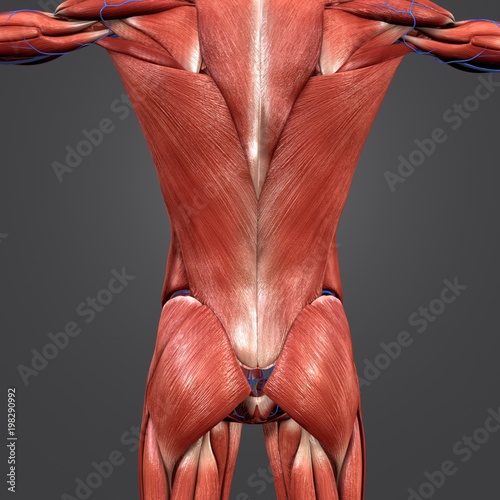 Muscles at vertebral column with Veins