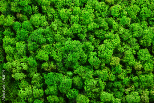 Green moss texture