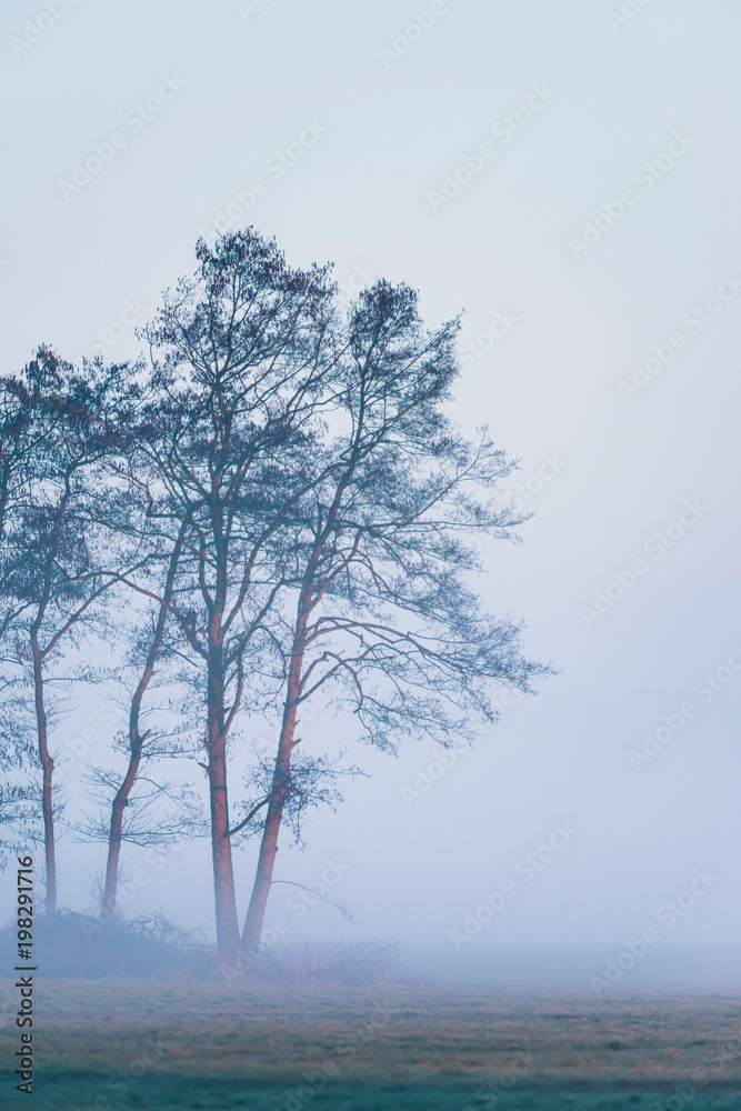 Silhouette of group trees in meadow on misty morning. Silhouette of group trees in meadow on misty morning.