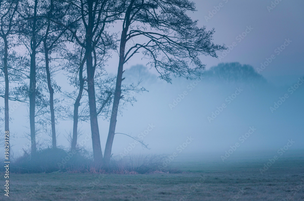 Trees in meadow in morning mist. Trees in meadow in morning mist.