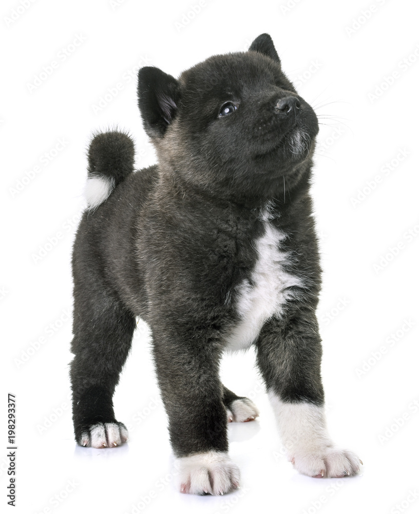 Obraz premium puppy american akita