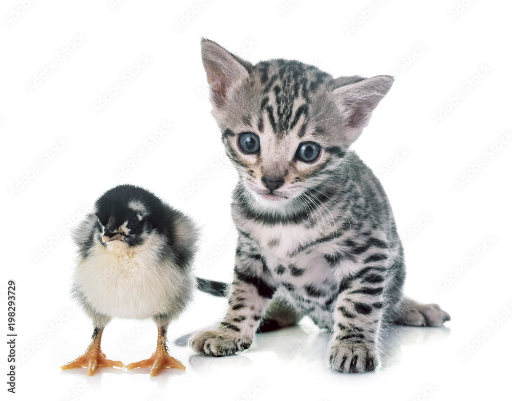 bengal kitten and chick