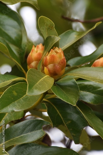 Buds of Machilus thunbergii photo