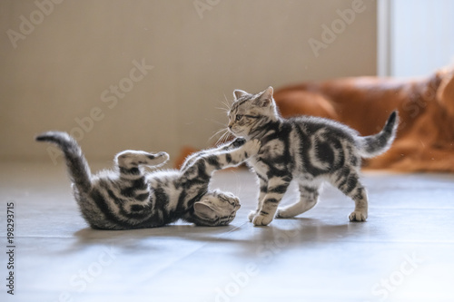 Fotografia, Obraz Two cute American cat kittens playing