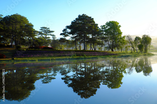 pine tree in forest reflect on water