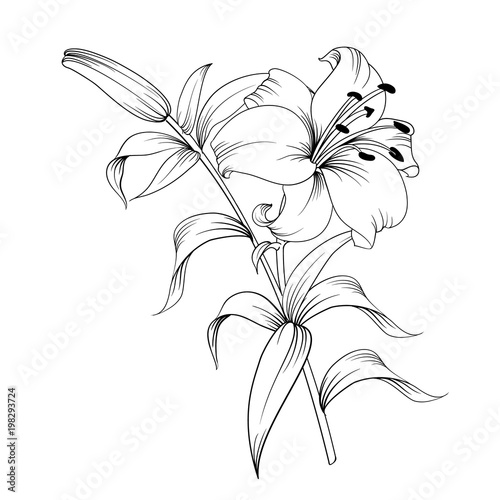 Papier peint White lily isolated on a white background