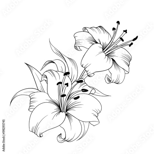 White lily isolated on a white background. Card with blooming lily. Vector illustration.