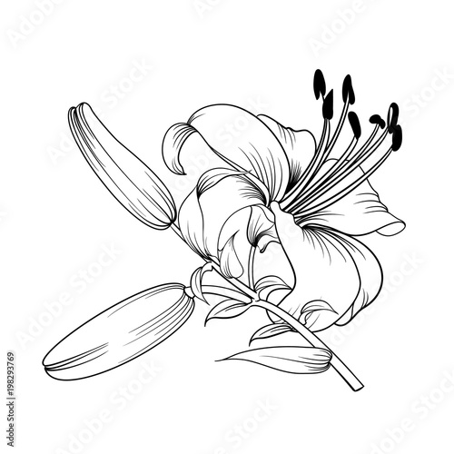 White lily isolated on a white background. Card with blooming lily. Vector illustration.