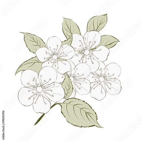 Sakura flowers elements. Collection of spring flowers on a white background. Vector illustration bundle.