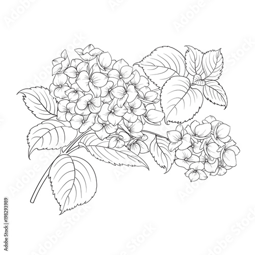 Blooming flower hydrangea on white background. Mop head hydrangea flower isolated against white. Beautiful flowers in style of engraving. Vector illustration.
