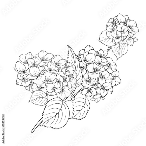 Blooming flower hydrangea on white background. Mop head hydrangea flower isolated against white. Beautiful flowers in style of engraving. Vector illustration.