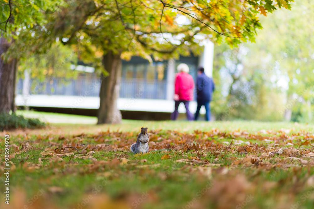 Fototapeta premium Grey Squirrel in autumn leaves in Jephson Gardens, Leamington Spa, Warwickshire, UK