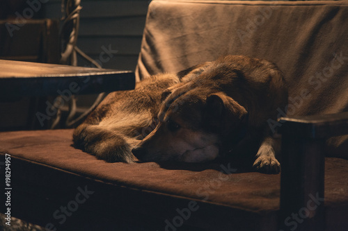  A dog sits at a human table on a bench.