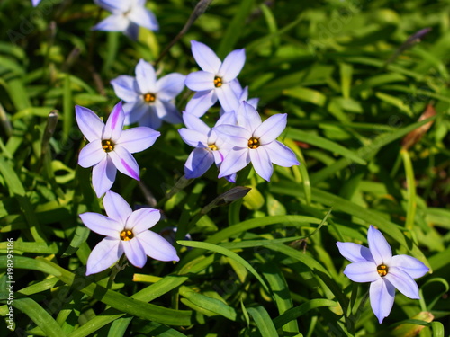 花韮の青い花
