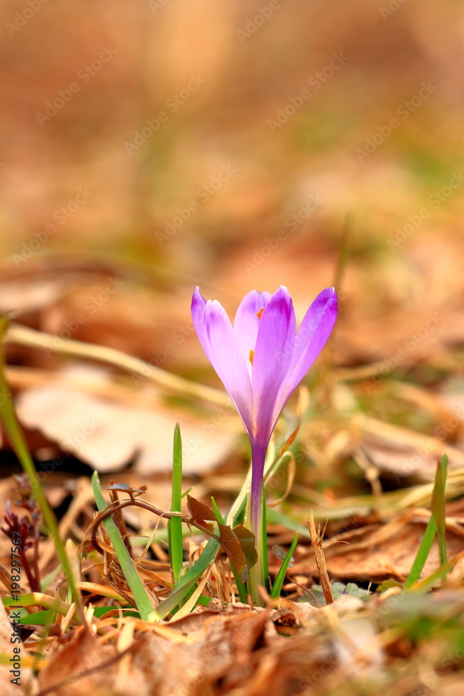 Crocus flower on meadow Crocus flower on meadow