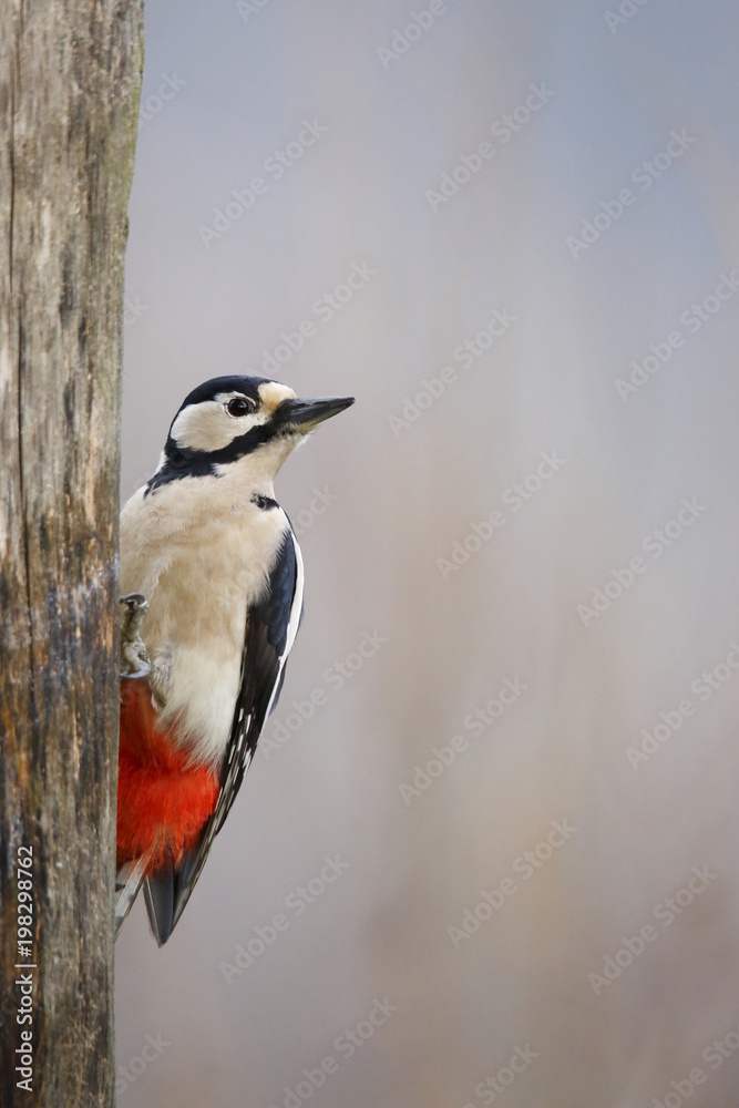 Fototapeta premium Picchio rosso maggiore (Dendrocopos major)