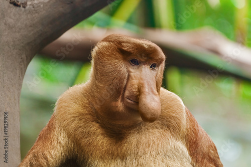 Photography Proboscis monkey