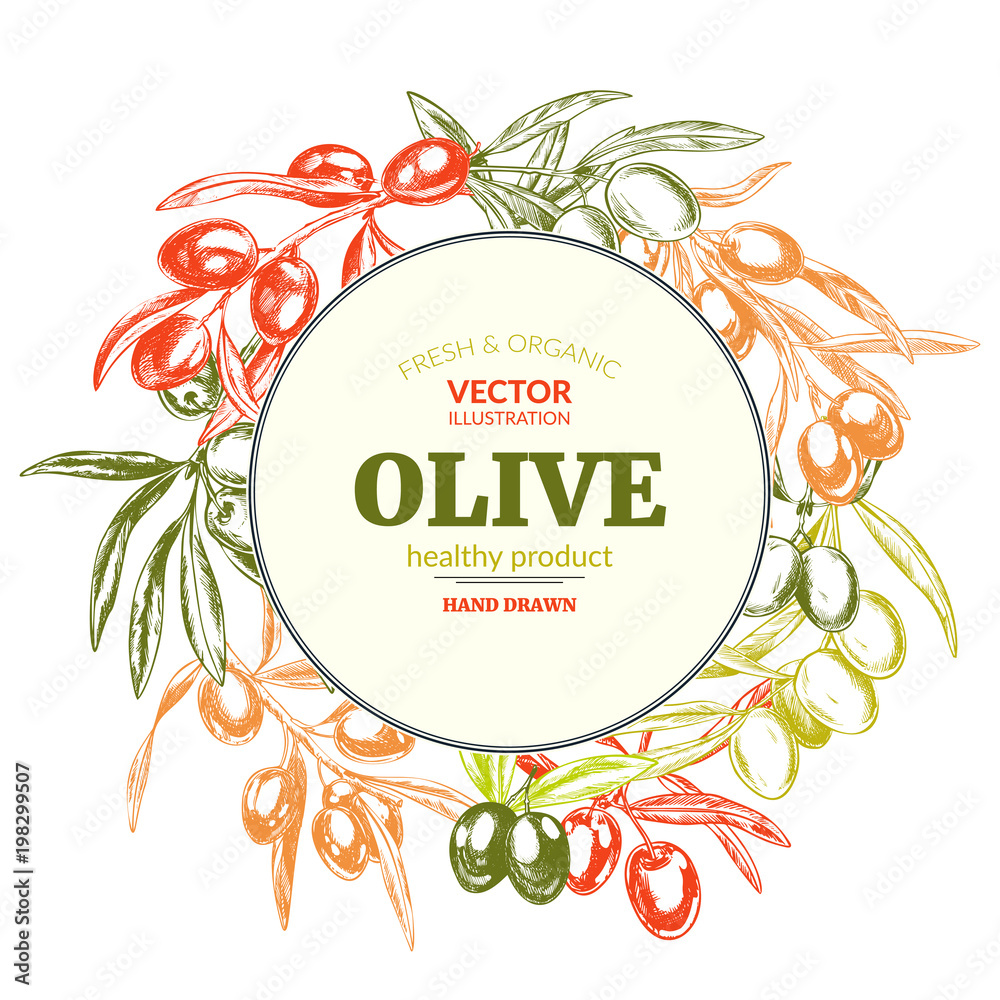 Olive branches, hand drawn vector illustrations. Olive branches, hand drawn vector illustrations.