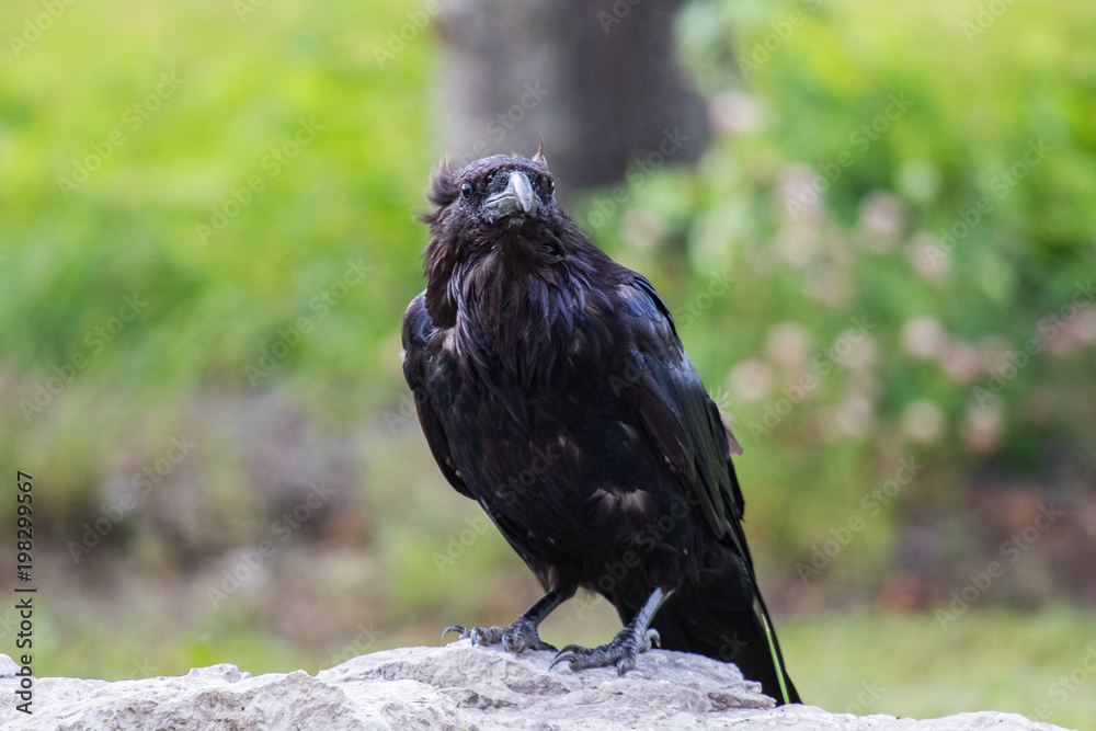 Fototapeta premium Common Raven (Corvus corax) in Northwest Territories NWT of Canada