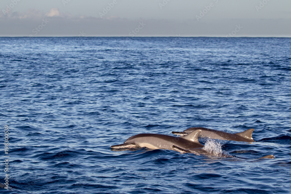 Fototapeta premium Delfiny błystki (Stenella longirostris) pływają w morzu u wybrzeży Mauritiusa w Afryce.