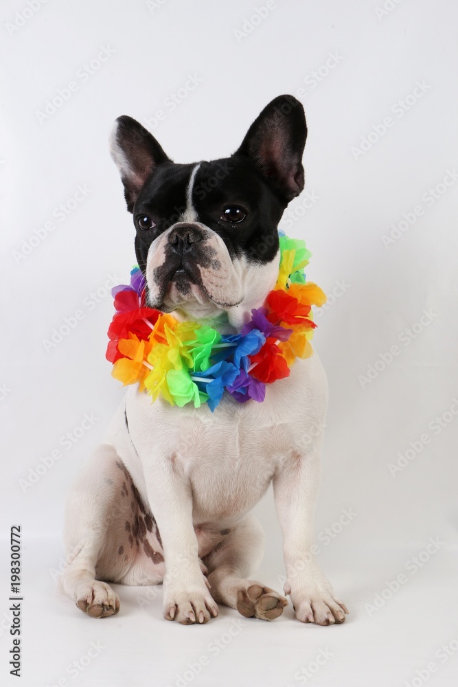 french bulldog is sitting in the studio with colorful hawaii flowers around the neck