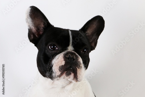 beautiful french bulldog head portrait in the studio © Bianca