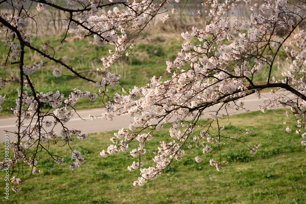 早朝の背割り堤の桜